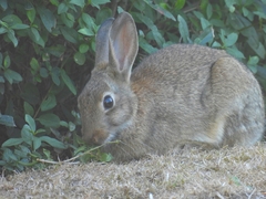 Oryctolagus cuniculus