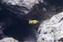 Anampses caeruleopunctatus