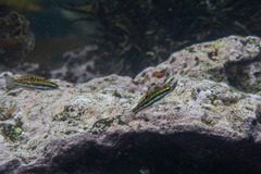 Thalassoma quinquevittatum