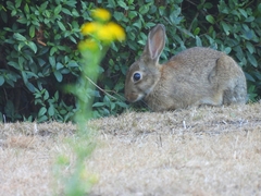 Oryctolagus cuniculus