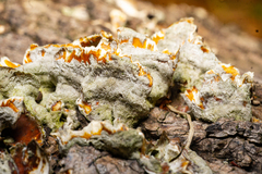 Stereum subtomentosum