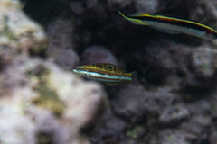 Thalassoma quinquevittatum
