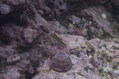 Thalassoma quinquevittatum