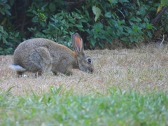 Oryctolagus cuniculus