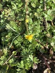 Ranunculus gmelinii