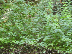 Philadelphus lewisii