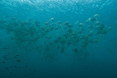 Monodactylus argenteus