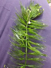 Ceratophyllum