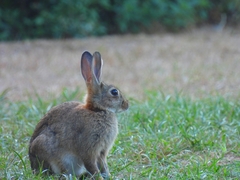 Oryctolagus cuniculus
