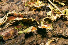 Stereum subtomentosum