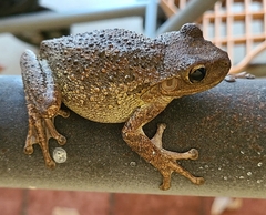 Osteopilus septentrionalis