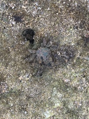 Camposcia retusa