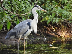 Ardea cinerea