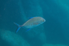 Ferdauia orthogrammus