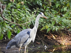 Ardea cinerea