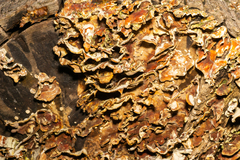 Stereum subtomentosum