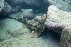 Orectolobus halei