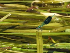 Calopteryx splendens
