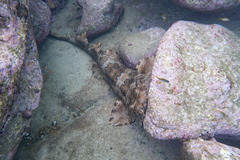 Orectolobus halei