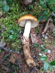 Cortinarius mucosus