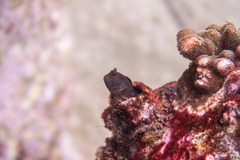 Parablennius intermedius
