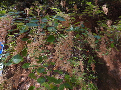 Holodiscus discolor
