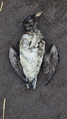 Cerorhinca monocerata