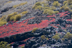 Sesuvium edmonstonei