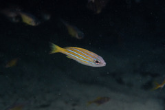 Lutjanus kasmira