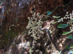 Holodiscus discolor