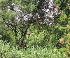 Ploceus