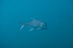 Caranx ignobilis