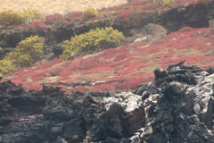 Sesuvium edmonstonei