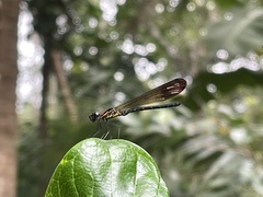 Heliocypha bisignata