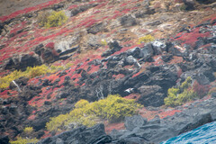 Sesuvium edmonstonei