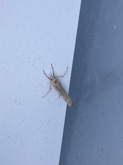 Agriphila geniculea