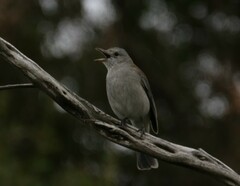 Colluricincla harmonica