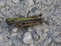 Omocestus viridulus