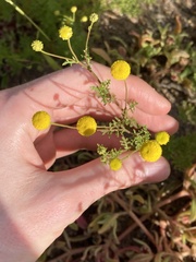 Oncosiphon pilulifer