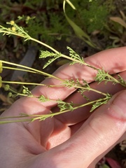 Oncosiphon pilulifer