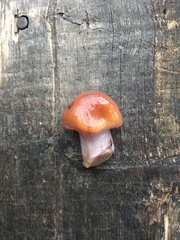 Cortinarius mucosus