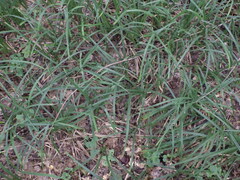 Carex pilosa