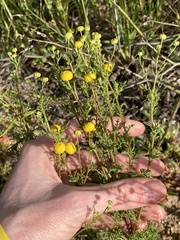 Oncosiphon pilulifer