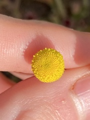 Oncosiphon pilulifer