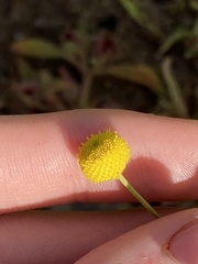 Oncosiphon pilulifer