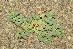 Euphorbia peplis
