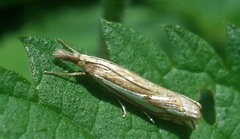 Crambus pratella