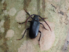 Prionus insularis