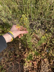 Oncosiphon pilulifer