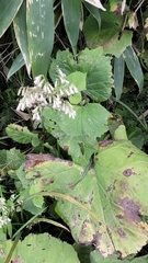 Parasenecio kamtschaticus